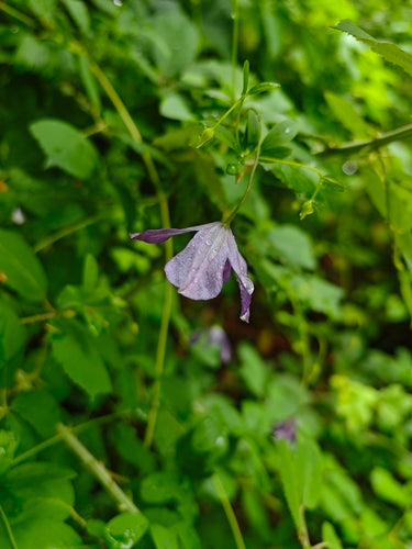 Waldrebe — Bild 5 von 11