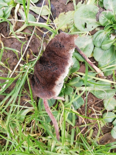 Waldspitzmaus — Bild 4