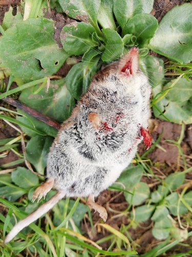Waldspitzmaus — Bild 3