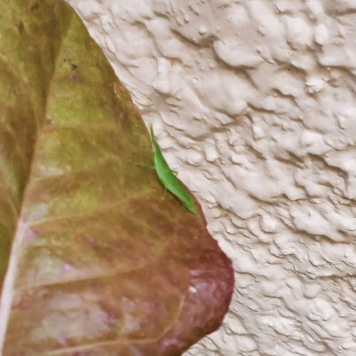 Wanzen — Bild 3
