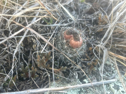 Warzenkaktus — Bild 3 von 9