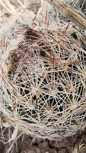Warzenkaktus — Bild 5 von 9