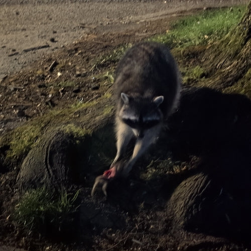 Waschbär — Bild 3