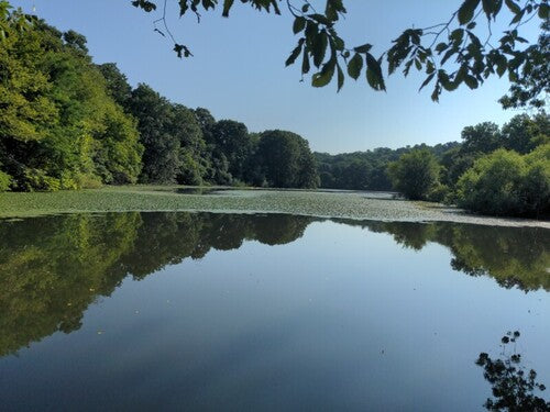 Wassernuss — Bild 1 von 8
