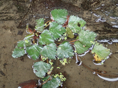 Wassernuss — Bild 1