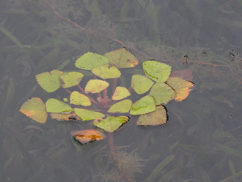 Wassernuss — Bild 2