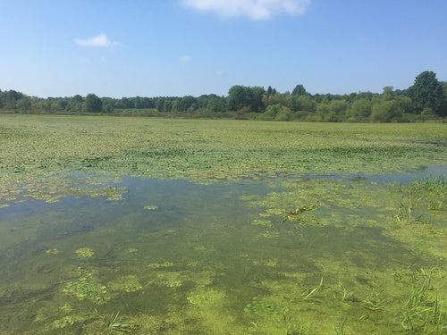 Wassernuss — Bild 4