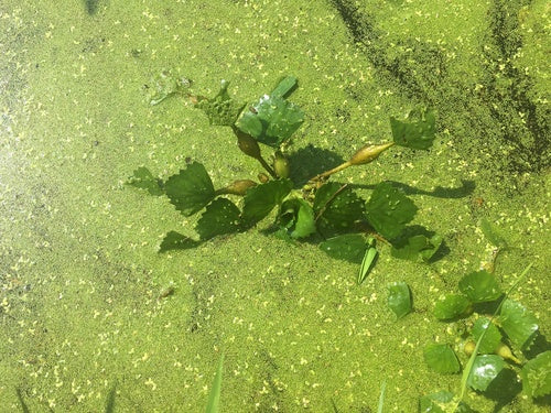 Wassernuss — Bild 3