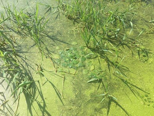 Wassernuss — Bild 5