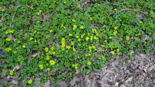 Wechselblättriges Milzkraut — Bild 3