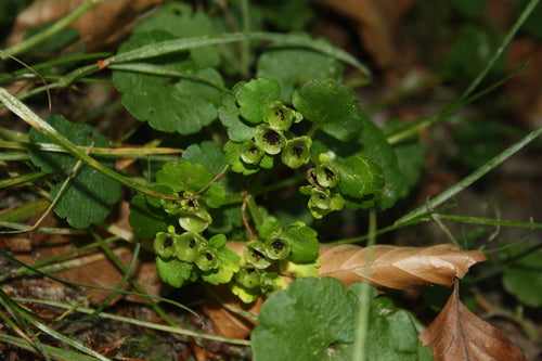 Wechselblättriges Milzkraut — Bild 2