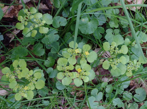 Wechselblättriges Milzkraut — Bild 5