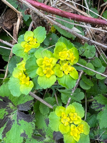 Wechselblättriges Milzkraut — Bild 4