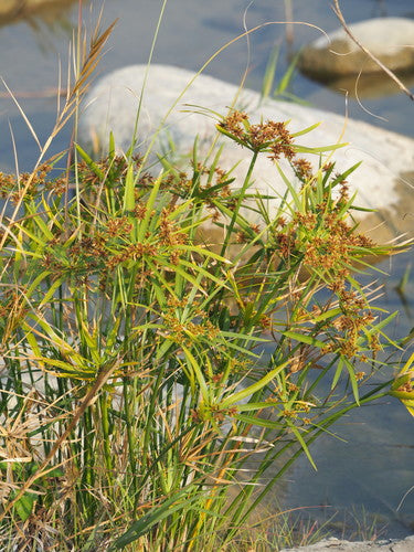 Wechselblättriges Zyperngras — Bild 2