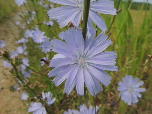 Wegwarte — Bild 5