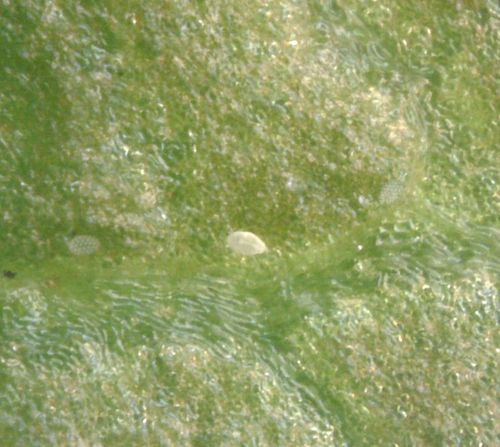 Weichhautmilben — Bild 4