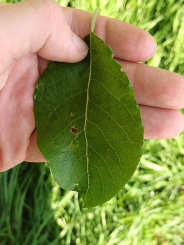 Weide — Bild 4