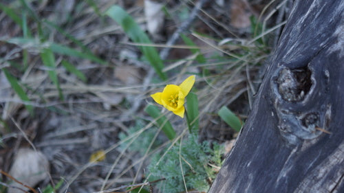 Weinberg-Tulpe — Bild 2