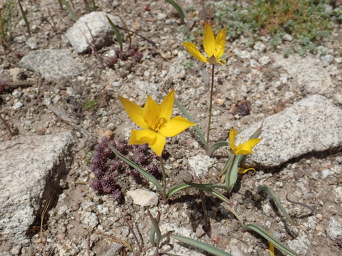 Weinberg-Tulpe — Bild 5