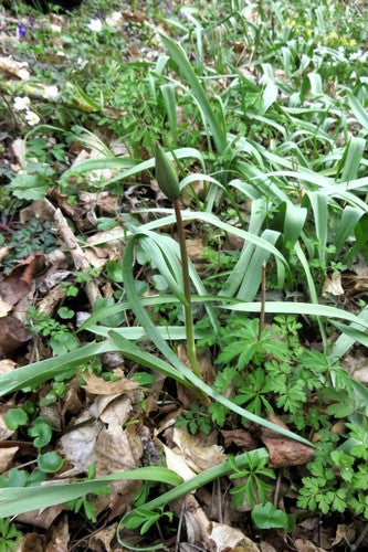 Weinberg-Tulpe — Bild 4
