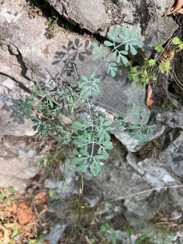 Weinraute — Bild 4