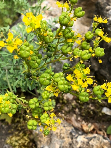 Weinraute — Bild 1