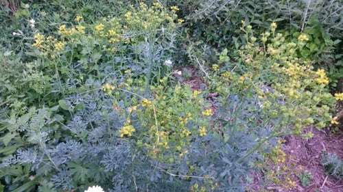 Weinraute — Bild 6