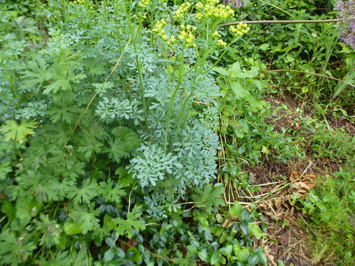 Weinraute — Bild 2