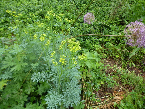 Weinraute — Bild 3