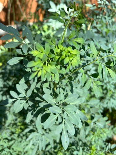 Weinraute — Bild 5