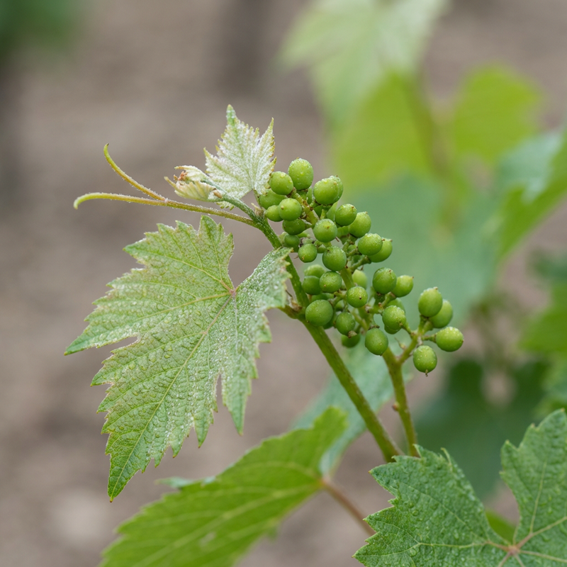 Weinreben