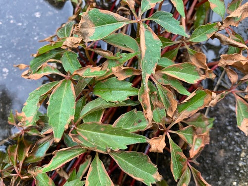 Weinreben — Bild 4