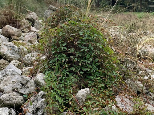 Weinreben — Bild 2