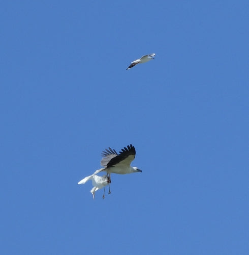 Weißbauch-Seeadler — Bild 1 von 8