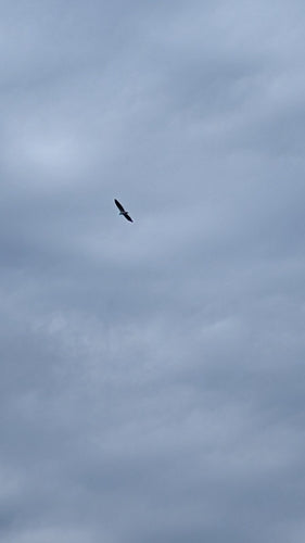 Weißbauch-Seeadler — Bild 5 von 8