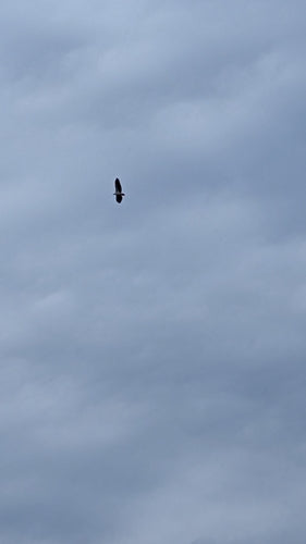 Weißbauch-Seeadler — Bild 4 von 8