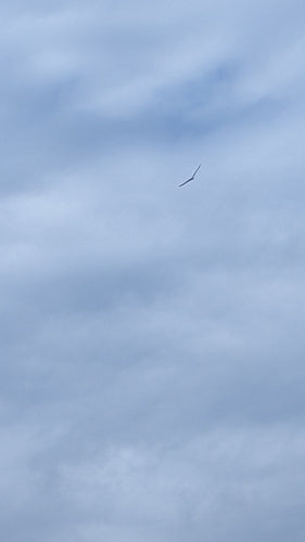 Weißbauch-Seeadler — Bild 2 von 8
