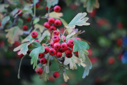 Naturaufnahme - Bild 1