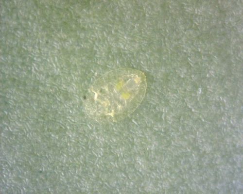 Weiße Fliegen — Bild 4