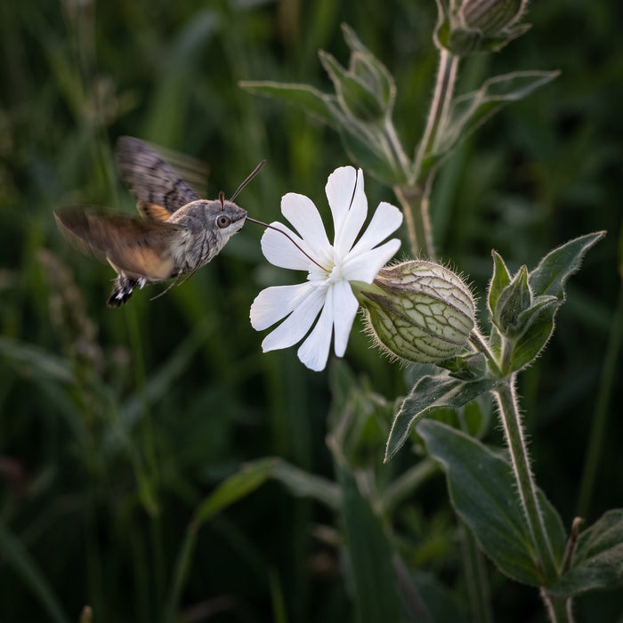 Blüte von Weiße Lichtnelke (Silene latifolia alba) in Nahaufnahme (KI-generiert)