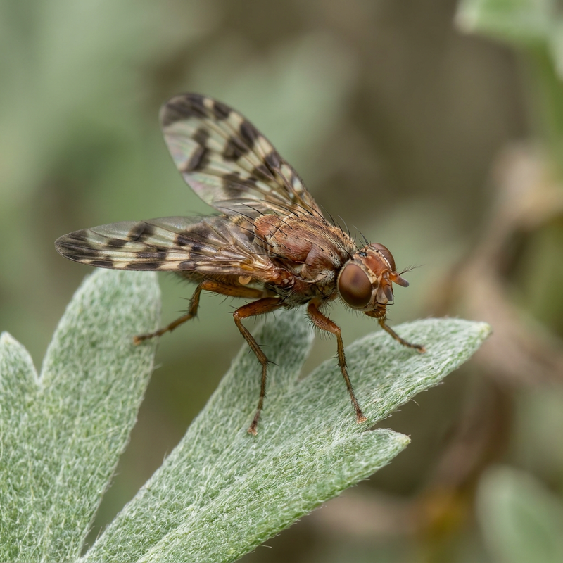 Wermut-Bohrfliege (Trypeta artemisiae), KI-Illustration