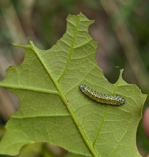 Wespen In Eichen — Bild 5
