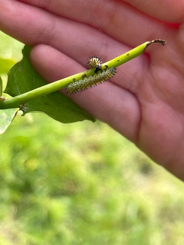 Wespen In Eichen — Bild 3
