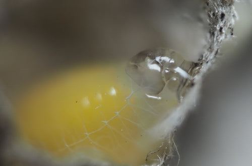 Naturaufnahme - Bild 4