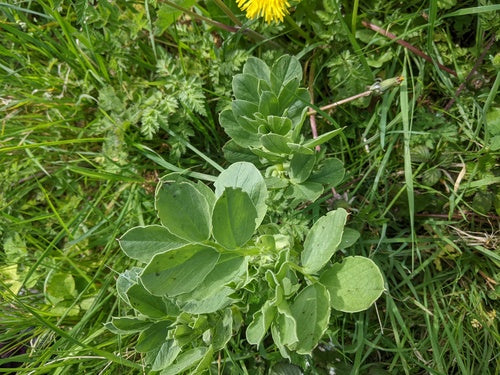 Wicken — Bild 4