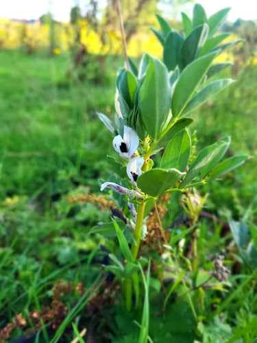 Wicken — Bild 5