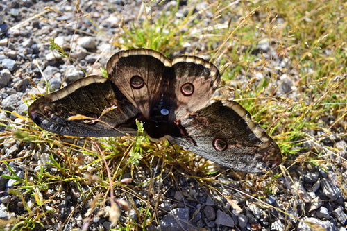 Wiener Nachtpfauenauge — Bild 4