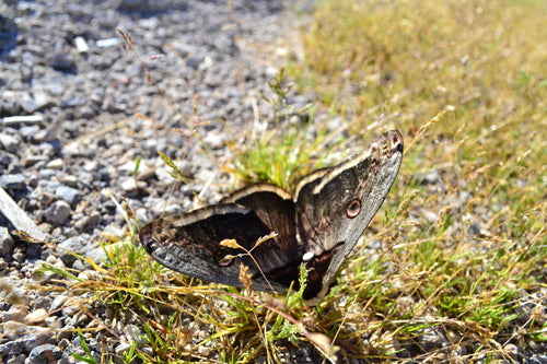 Wiener Nachtpfauenauge — Bild 2