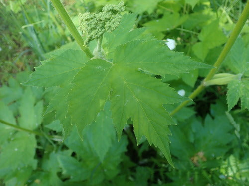 Wiesen-Bärenklau — Bild 5