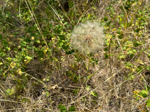Wiesen-Bocksbart — Bild 3 von 10